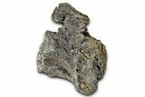 Fossil Sauropod Dinosaur Caudal Vertebra - Wyoming #377929-5